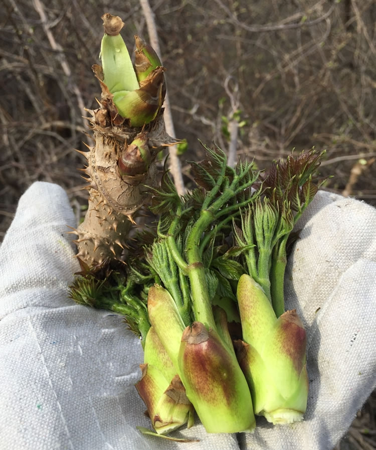 这么多刺嫩芽,农村人也会自己留着吃一点.当然还是卖的居多.