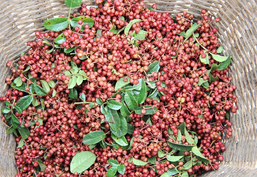 而且采集的时候又热又扎手,流汗都不敢擦,尤其万一花椒汁溅到眼睛里就