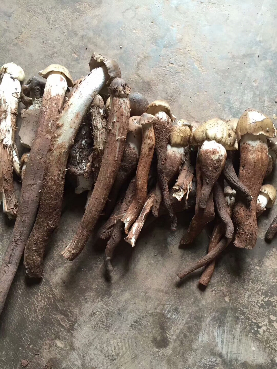 野生珍贵三塔菌 了解一下