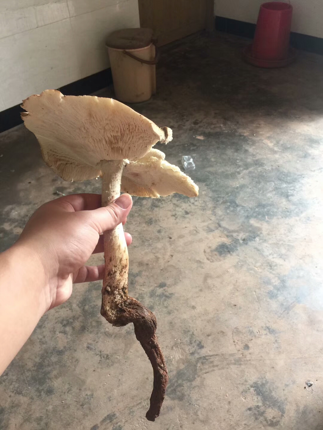 野生珍贵三塔菌 了解一下