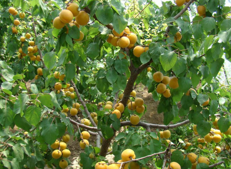 杏子树种植的小知识