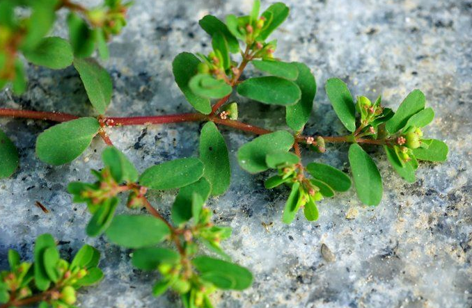 这野草是农民眼中的害草,在城里却卖20一斤,还成了稀罕货!