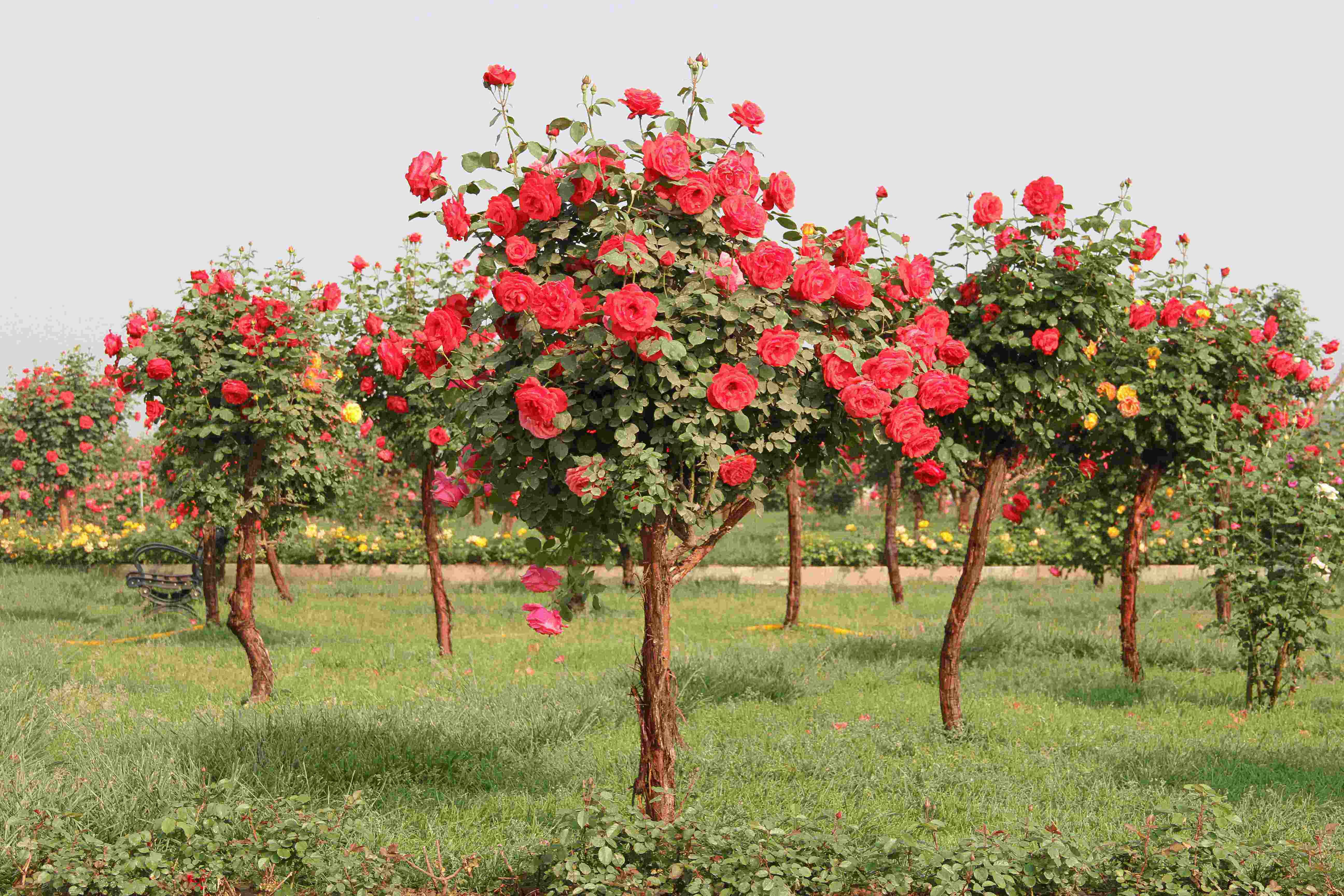 月季喷上这种水,虫害疾病不再来!无毒无害,健康好用!