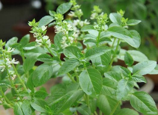 十步香草 baijiahao.baidu.com