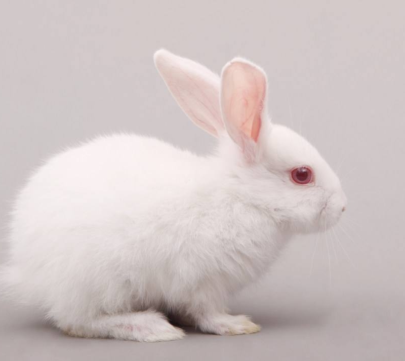 白毛红眼兔子图片图片