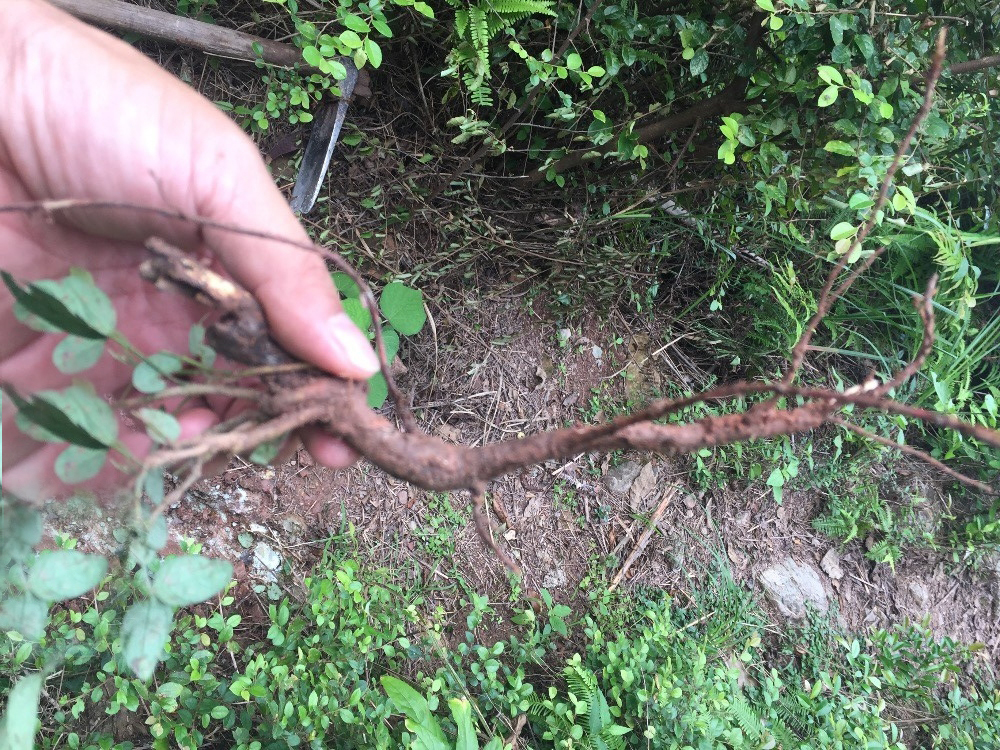 山里有种树,名字非常奇怪,但是拿它来炖肉绝对是一绝!