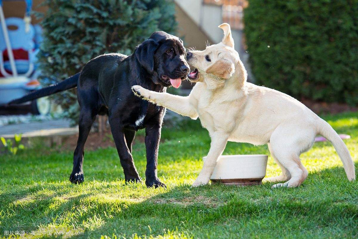 拉布拉多犬訓練方法六大技巧