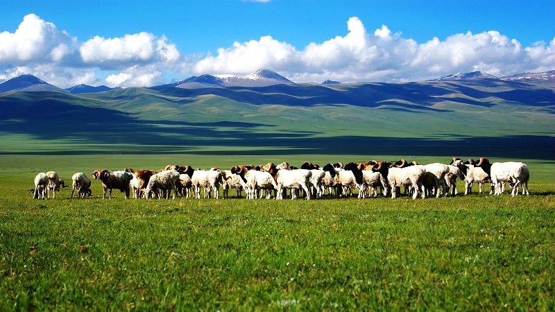 新疆美丽的巴音布鲁克草原——查腾大尾羊