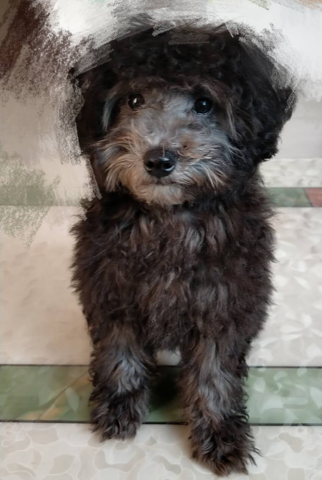 养狗日记之灰色泰迪初长成