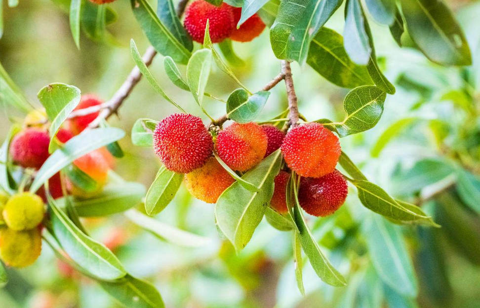 在农村这种水果地上掉满了都没人要,城里的亲戚一来全没啦!