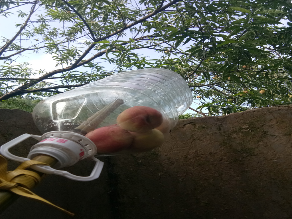 自制摘桃神器,一套一个准,10分钟就装了一盆,不妨试一试!