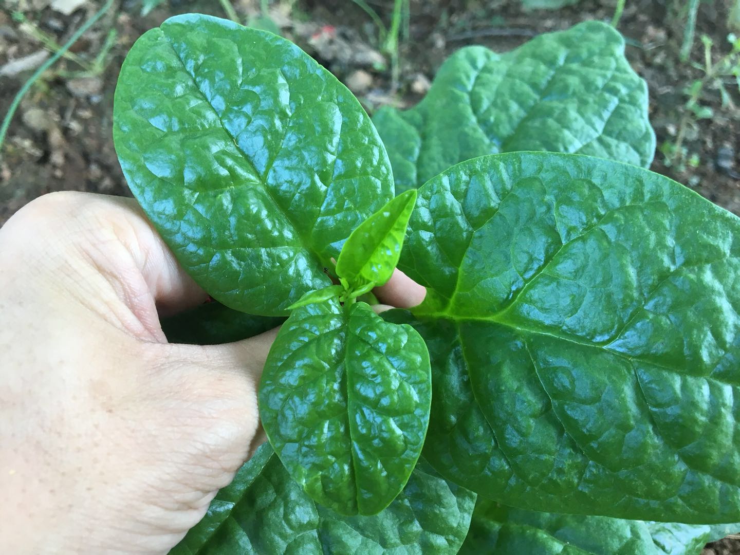 高高菜照片图片