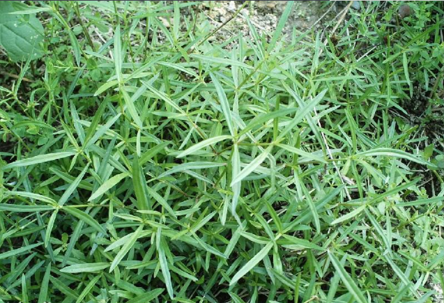 农村随处可见的野草,农村人叫它尖刀草,你认识吗?