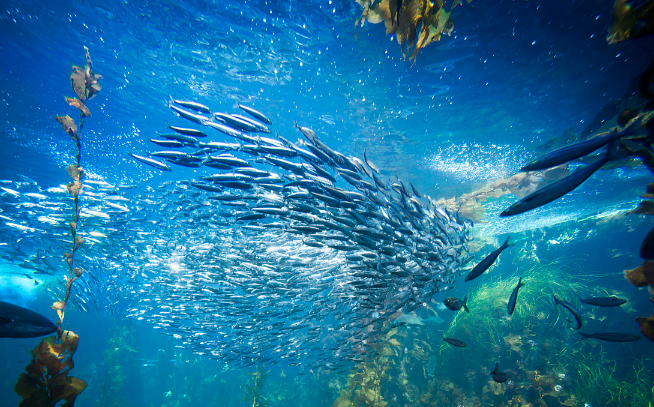 海底的深处会是什么样?你有想过吗?今天可算是涨知识了