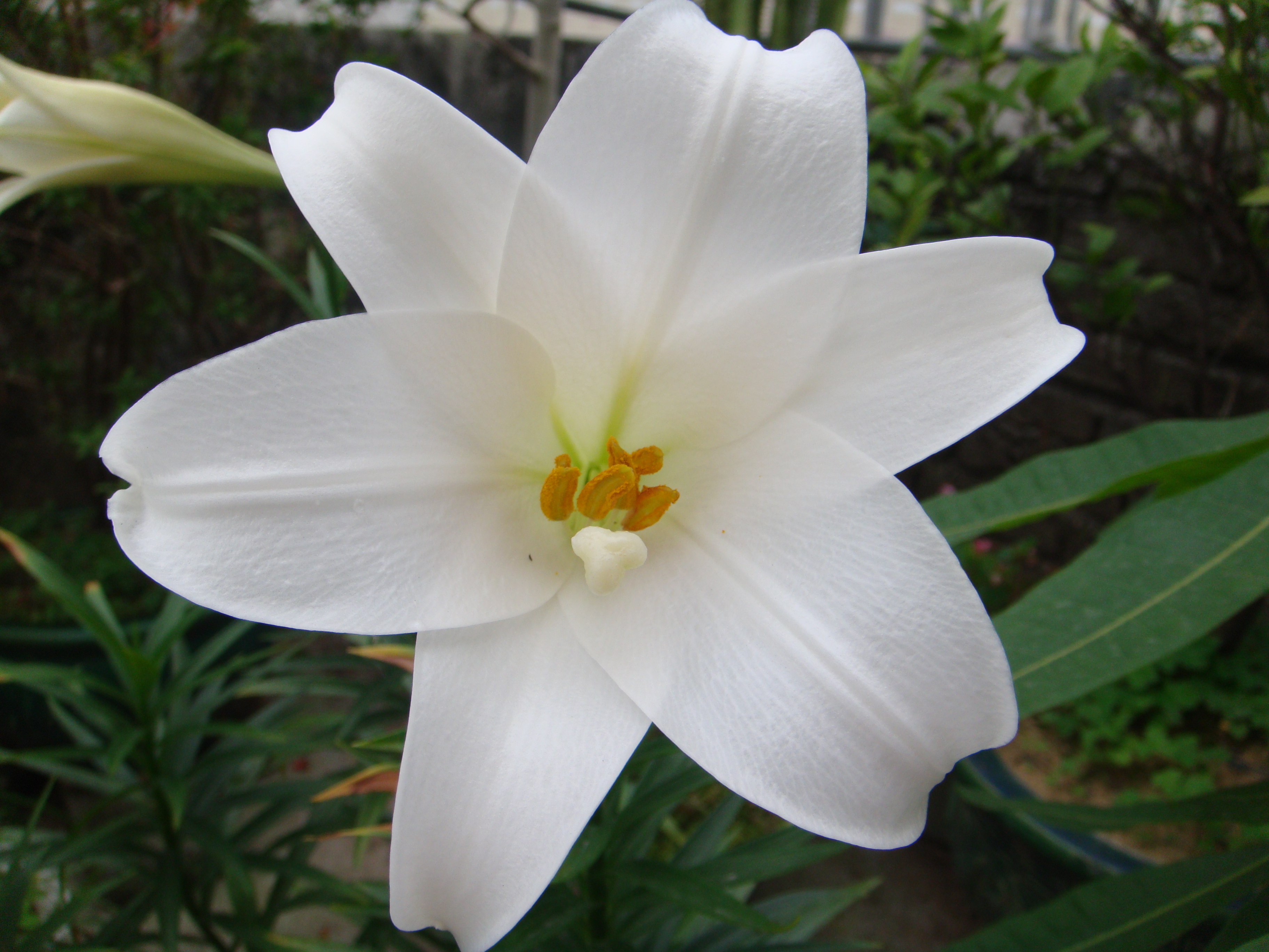 想要百合长得旺开花多,得让它晒晒太阳.