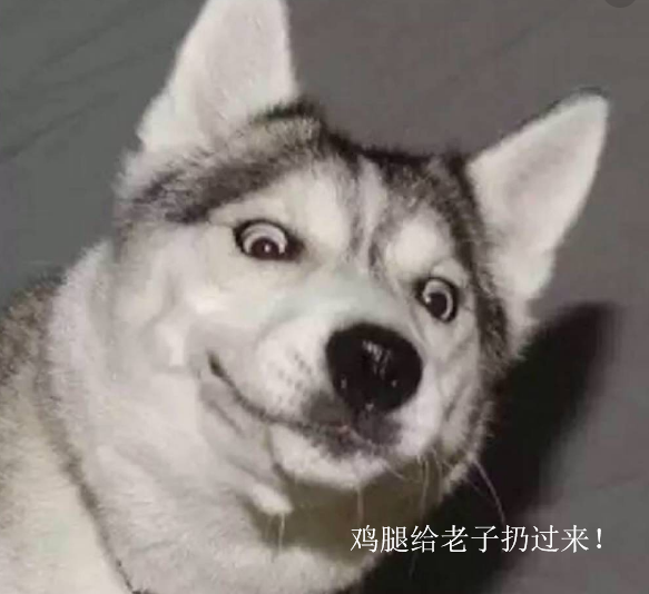 门口路过一只迷路二哈,盯着我看了半天,表情吓得我鸡腿都掉了