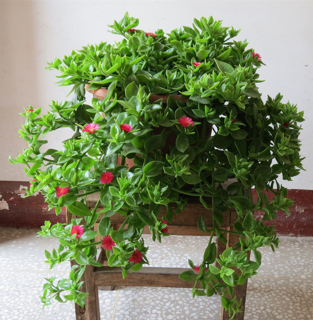 最好养的室内植物,扦插就能活,爆盆容易,三季开花,还可食用