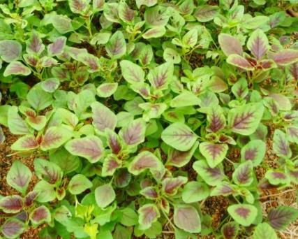 对于三色苋各地的食用方法也不相同,有炒食做汤,也有凉拌做馅的,据说