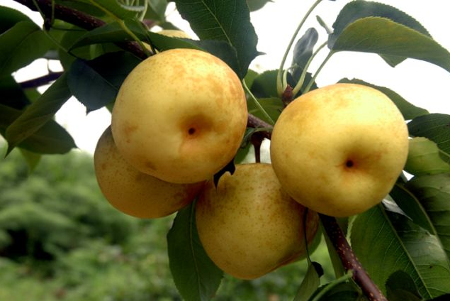 这独特的黄果子,功效超高!女人每天吃一个,可以排毒瘦身!