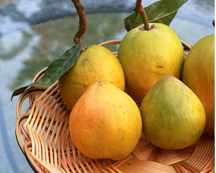 这独特的黄果子,功效超高!女人每天吃一个,可以排毒瘦身!