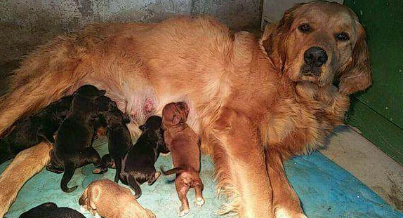 金毛被藏獒欺负,会生出"金毛狮王"吗?