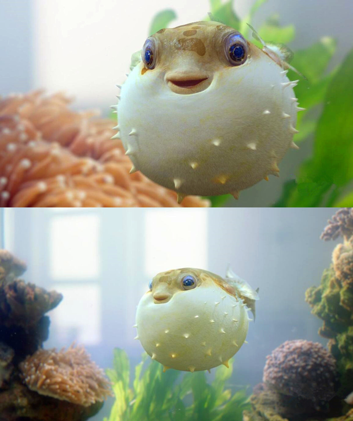 "圆滚滚"的小动物,一个比一个萌,图3的可以吃,需慎重