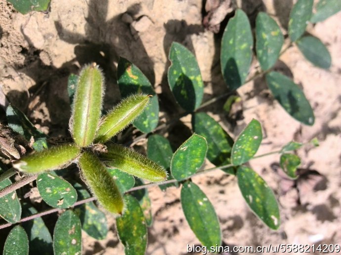 这种名叫米口袋的野草,既能养生还可以治病