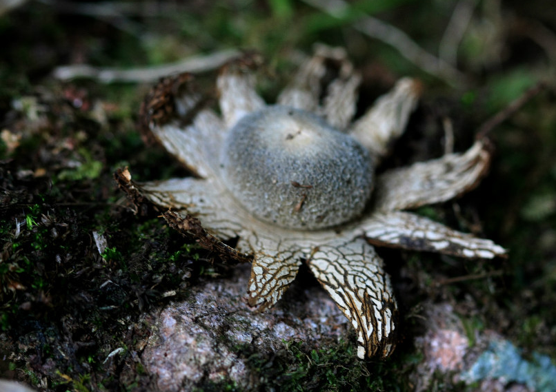此菌外包被有吸收