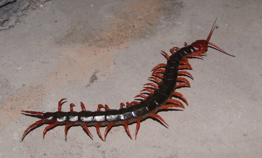 蟾蜍也是,小时候老家田里见过.学校操场也见过.