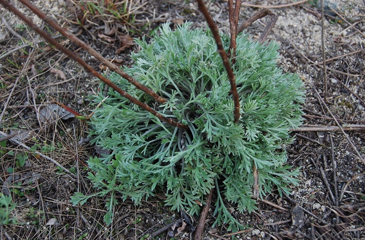 农村一种野草,人称"龙篙草",它是抗肿瘤圣药,只生长在西北
