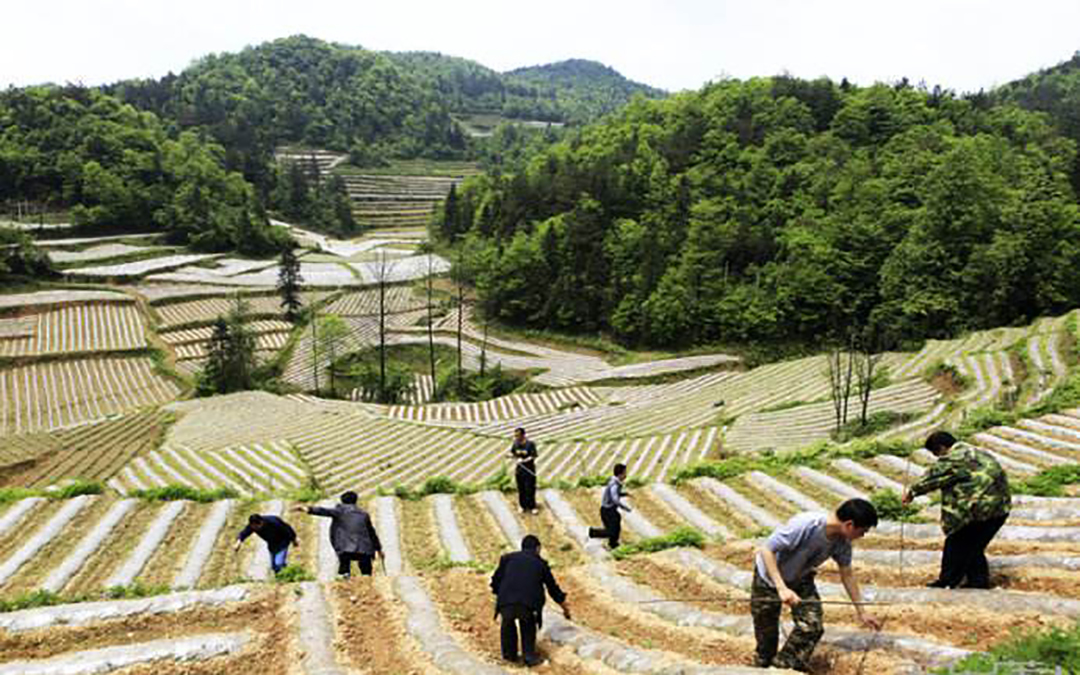 山区土地大量荒芜,农民都不愿种地?未来农业的出路在哪里?