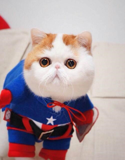 "圆滚滚"的网红猫咪红小胖,多变造型,一秒萌化你的心