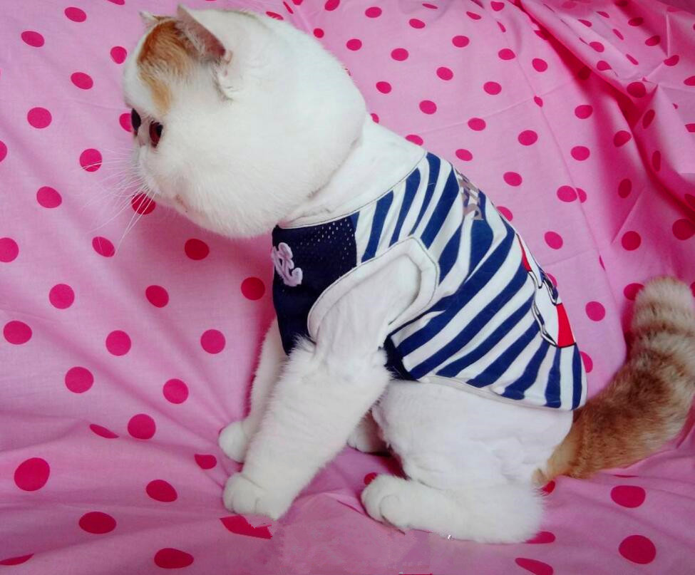 "圆滚滚"的网红猫咪红小胖,多变造型,一秒萌化你的心