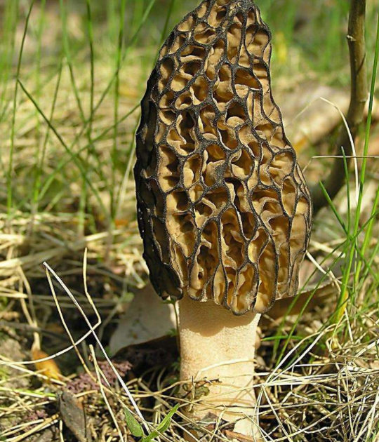 鸡枞又叫鸡脚菇,是一种美味山珍,还有"菌中之王"