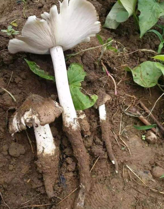 鸡枞又叫鸡脚菇,是一种美味山珍,还有"菌中之王"的美称,至今为止也没