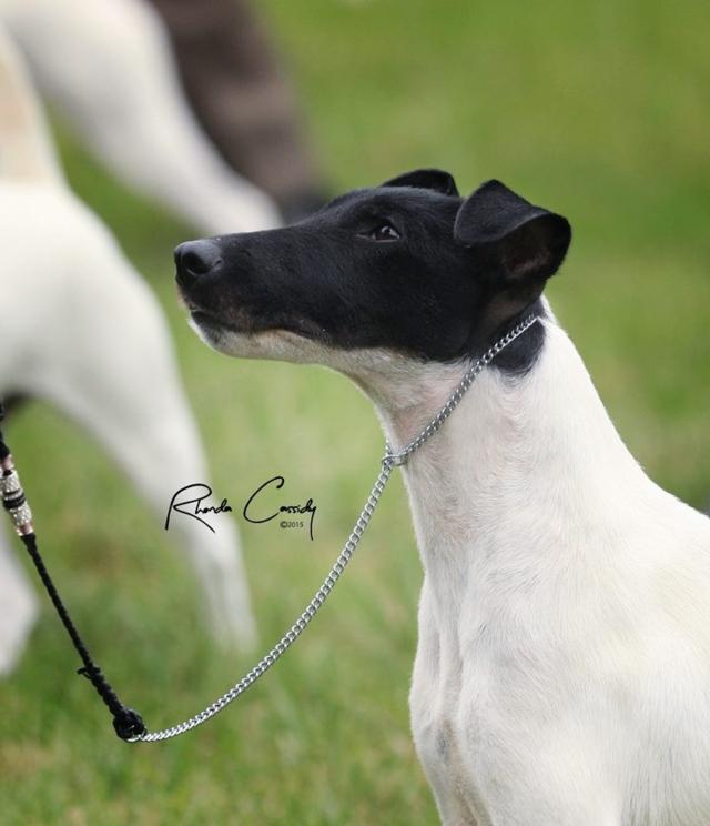 它是平毛猎狐梗,一种体小毛短的小型家庭伴侣犬.