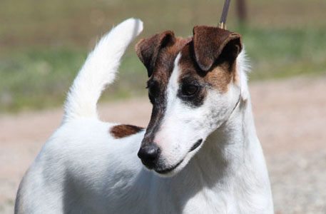 它是平毛猎狐梗,一种体小毛短的小型家庭伴侣犬.