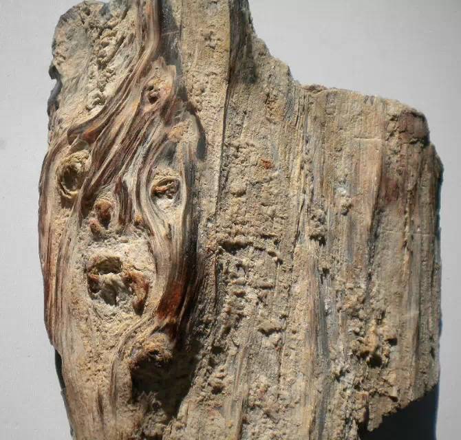 最美经典辽西树化玉