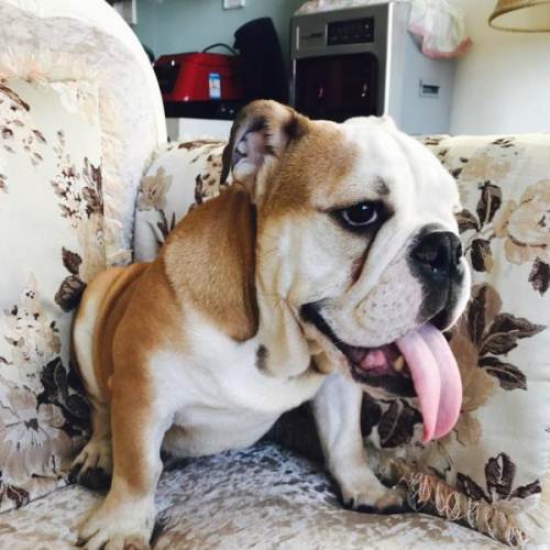 养宠趣闻:英斗45天能吃罐头吗,45天的英斗能吃罐头了吗