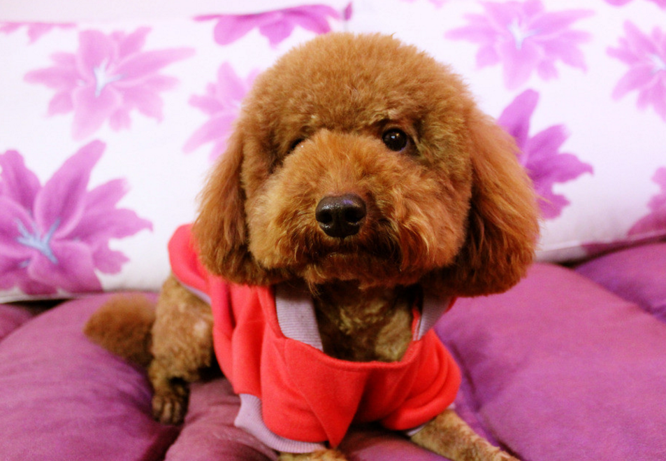 太粘人 泰迪犬特别的粘人,不管是主人还是陌生人它都一样喜欢,不过