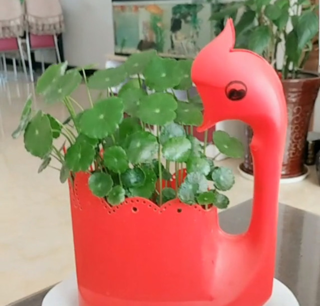 看完这组照片,你还会嫌弃塑料瓶改造的花盆吗