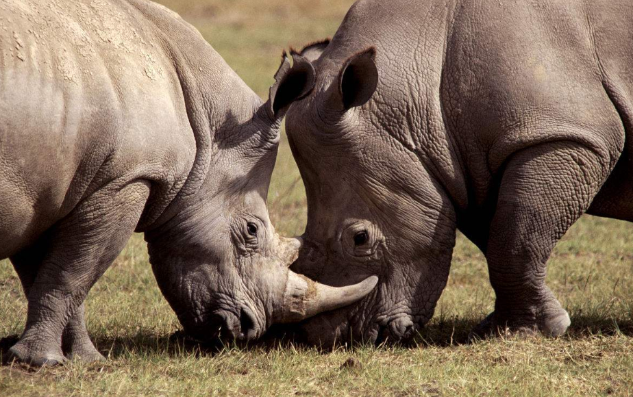 老虎具备单独吃掉成年犀牛的能力吗?说出来你都不一定会相信
