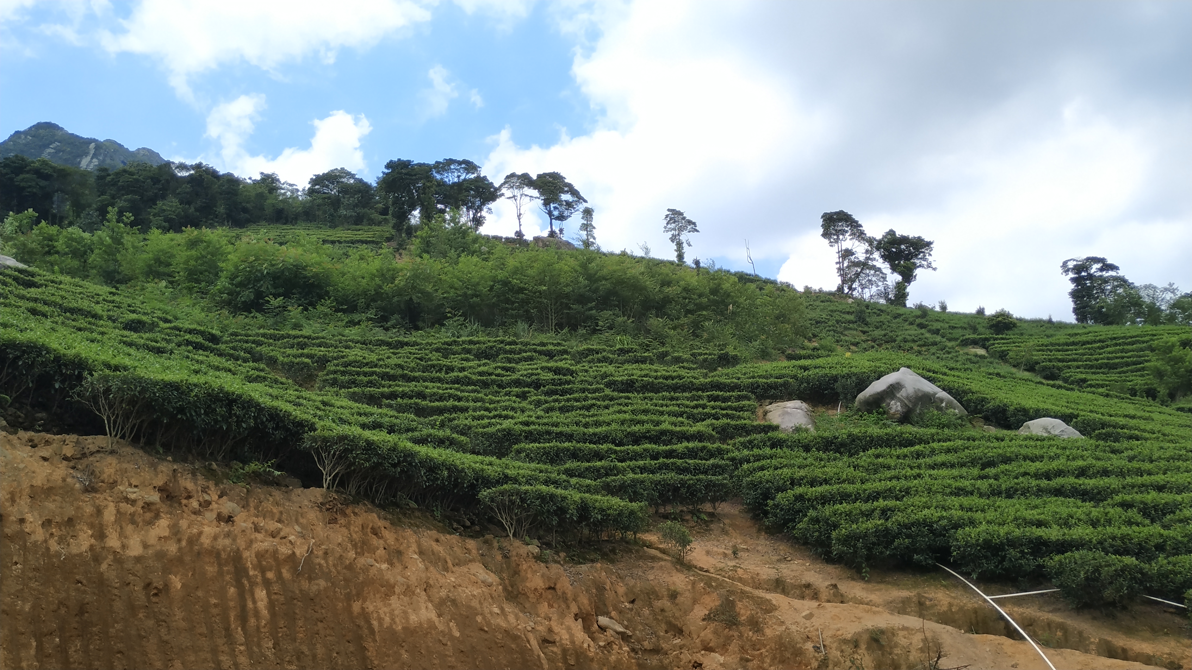 清远大罗山茶场游记