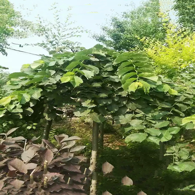 大叶垂榆能移植吗,如果可以移植,有哪些注意事项