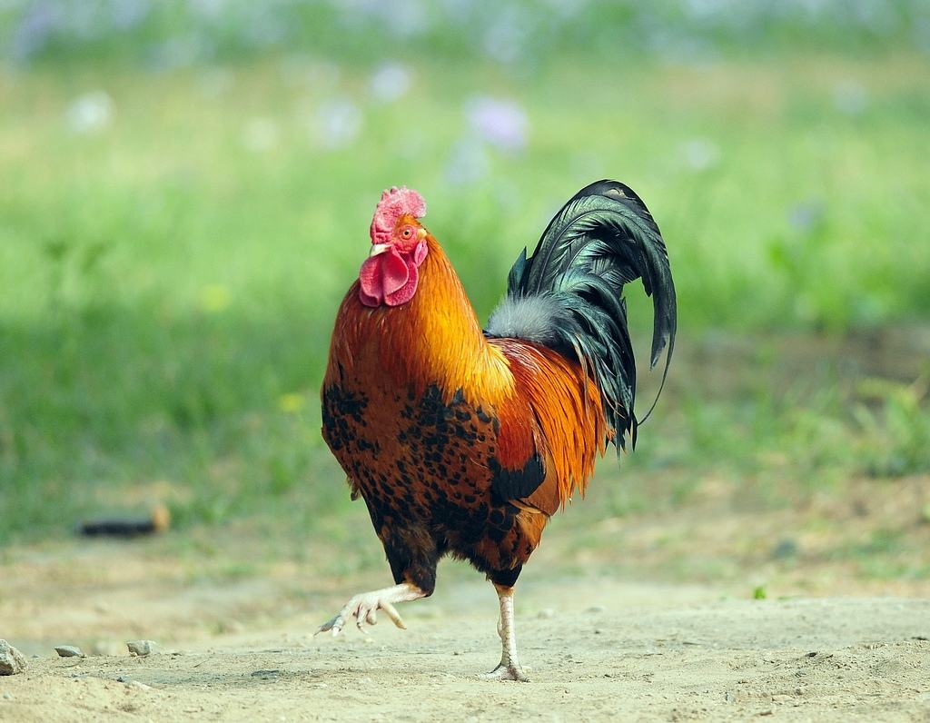 小小说:糊涂的"公鸡"