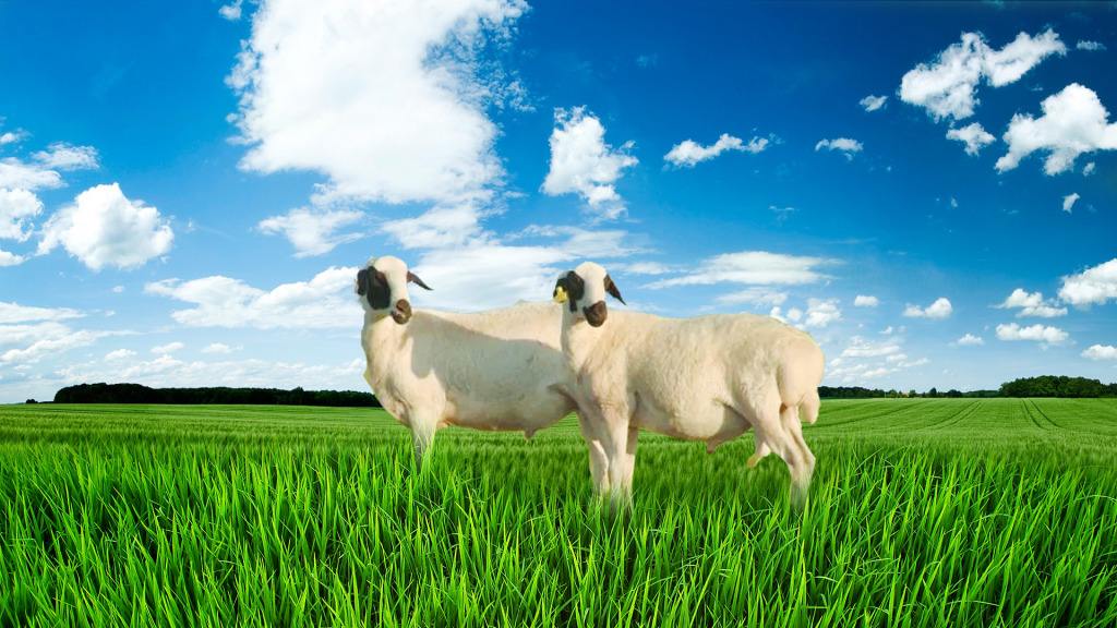 苏尼特羊全产业链创新项目3年拟投1.26亿元