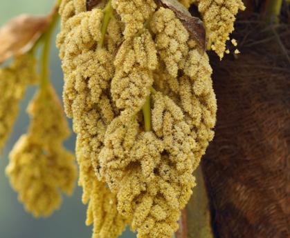 棕包就是棕树的花苞,又称为棕苞米,棕苞花,棕笋