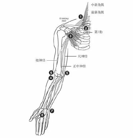 手臂神经支配分布图图片