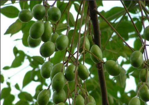 农村常见的苦楝树有什么作用,你都知道哪些呢