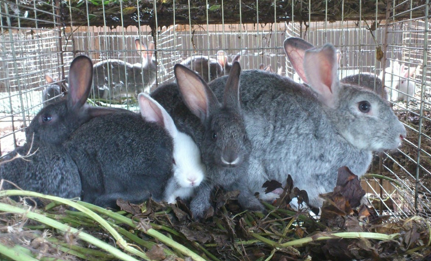 要想规模化饲养獭兔,这些养殖方法要掌握